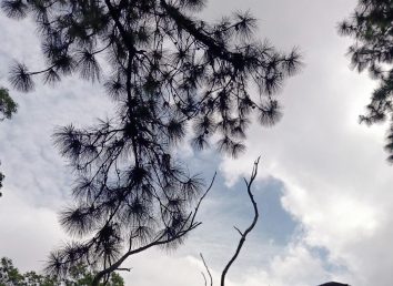 Pine forest kuttykanam